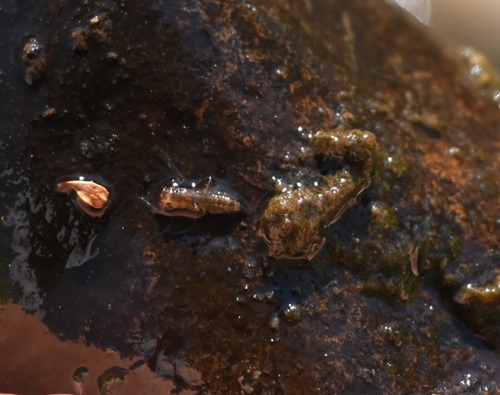 iNaturalist observation photo of Winged and Once-winged Insects