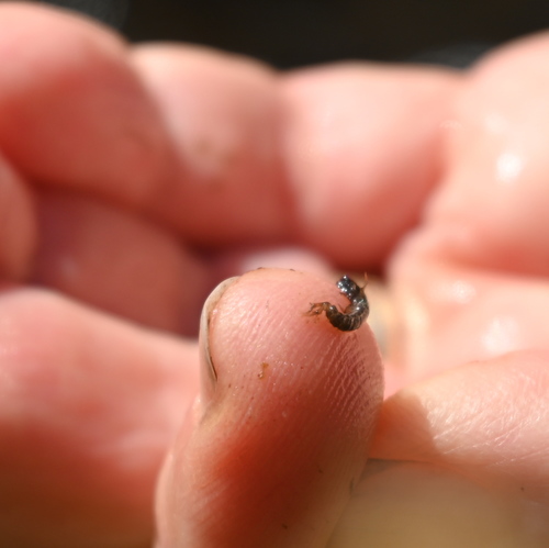 iNaturalist observation photo of Mayflies