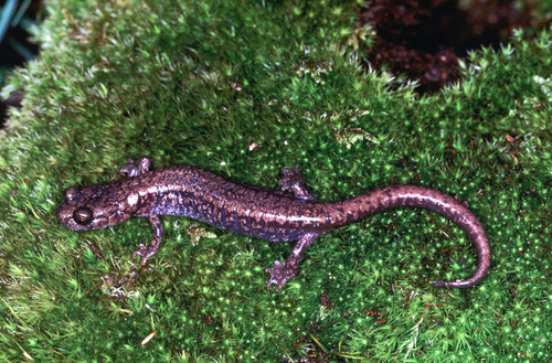 Sacramento Mountain Salamander