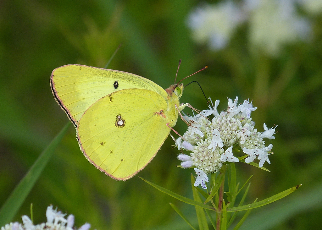 Common cloudy yellow butterfly