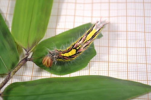 Aega Morpho (Morpho aega) · iNaturalist