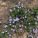 photo of Blue Rock Bindweed (Convolvulus sabatius)