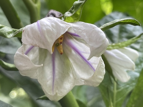 African eggplant