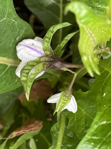 African eggplant