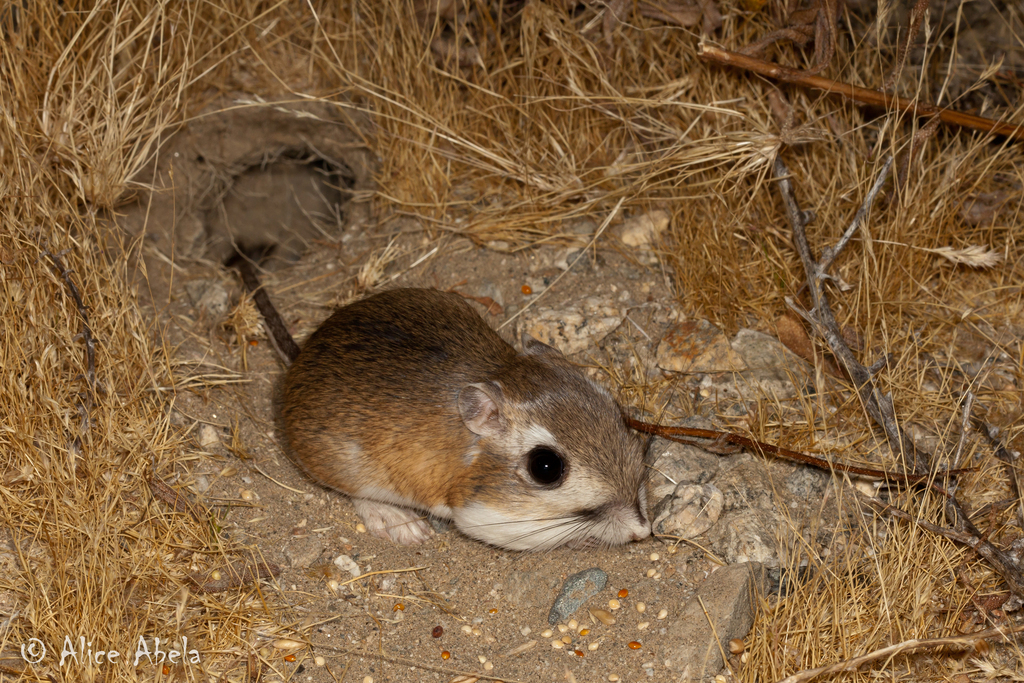 Agile Kangaroo Rat