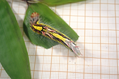 Aega Morpho (Morpho aega) · iNaturalist