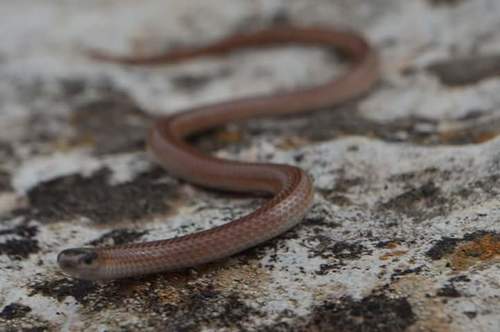 Plains Black-headed Snake