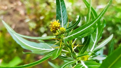 spiny cocklebur