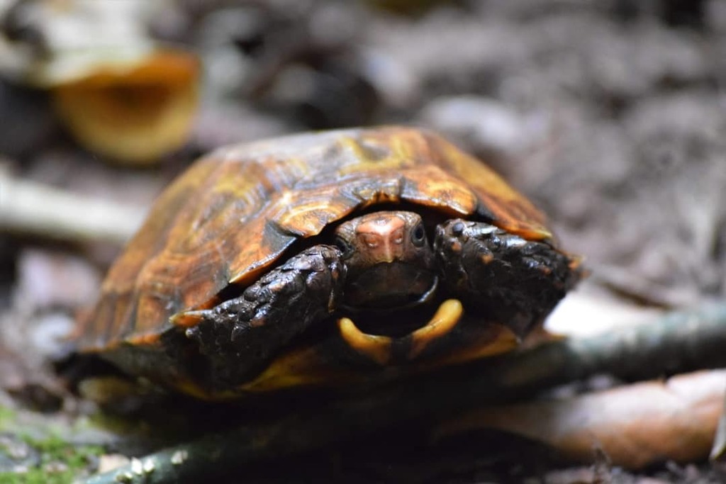 Photo by wokenbyelephants