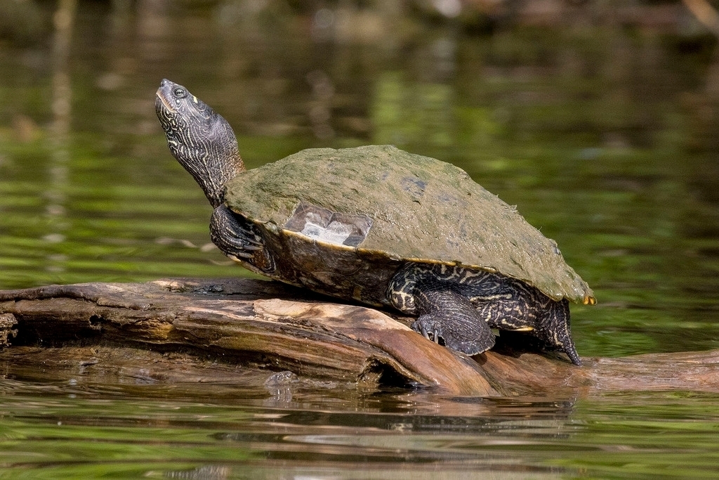 False Map Turtle in July 2020 by Brian Bailey. Some people on a FB ...