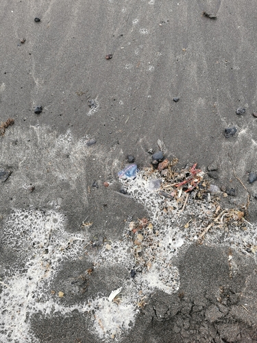 photo of Portuguese Man O' War (Physalia physalis)