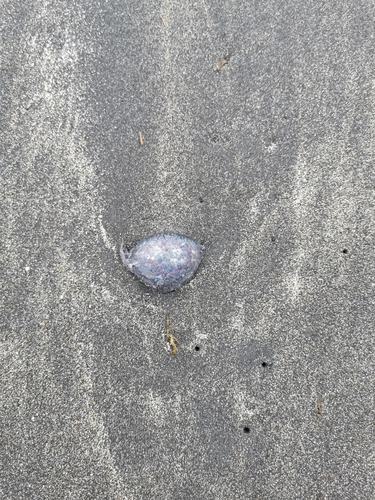 photo of Mauve Stinger (Pelagia noctiluca)