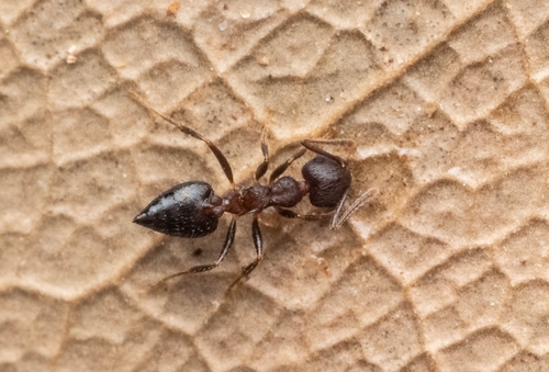 How to identify Crematogaster rothneyi Mayr, 1879