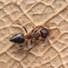 Crematogaster rothneyi - Photo (c) awayk3n, all rights reserved, uploaded by awayk3n