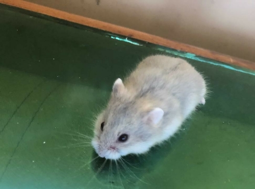 Dzhungarian Hamster