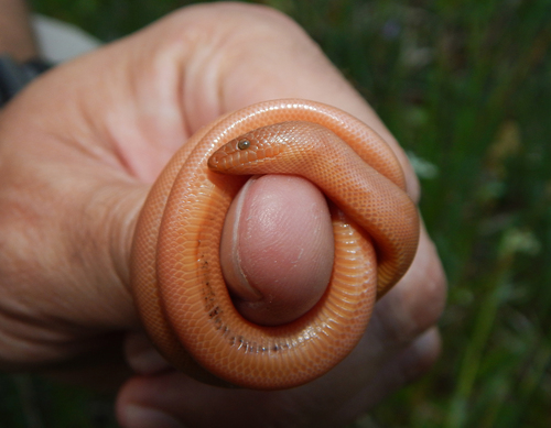 iNaturalist observation photo of Northern Rubber Boa