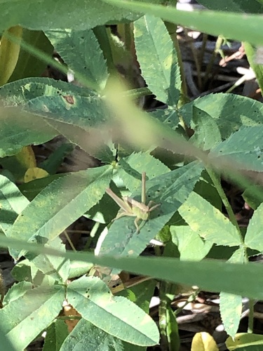 iNaturalist observation photo of Marsh meadow grasshopper