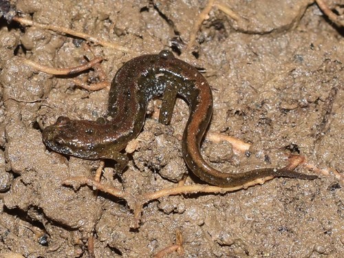 Northern Dusky Salamander