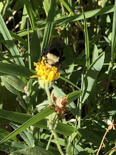 iNaturalist observation photo of Yellow-faced Bumble Bee