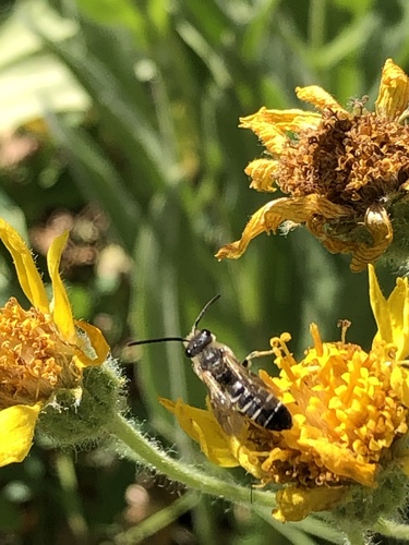 iNaturalist observation photo of Orange-legged Furrow Bee