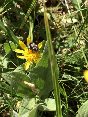 iNaturalist observation photo of Nearctic Bumble Bee