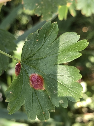 iNaturalist observation photo of Cluster Cup Rust