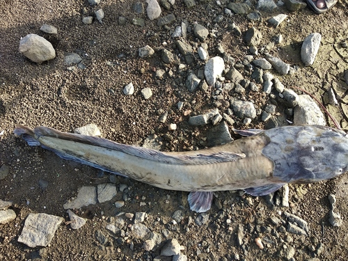 Sharptooth Catfish