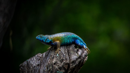 Horrible Spiny Lizard