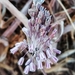 Allium litardierei - Photo (c) Tarek Bejaoui, todos los derechos reservados, subido por Tarek Bejaoui