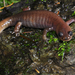 Alishan Salamander - Photo (c) 曾威 (Wei Tseng), all rights reserved, uploaded by 曾威 (Wei Tseng)