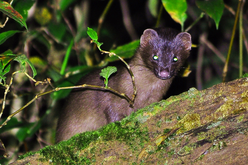 Siberian Weasel