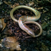 Hart's Glass Lizard - Photo (c) 曾威 (Wei Tseng), all rights reserved, uploaded by 曾威 (Wei Tseng)