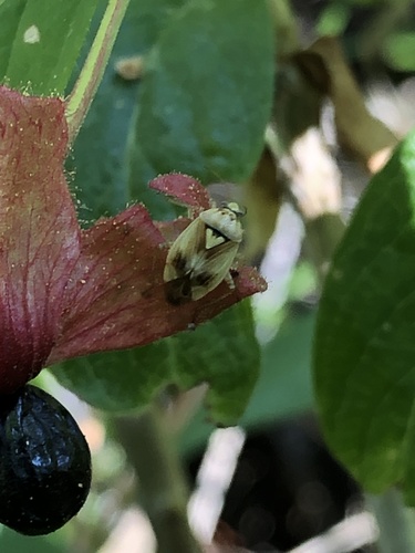 iNaturalist observation photo of Lygus Bugs