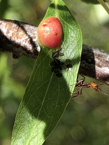 iNaturalist observation photo of Willow Apple Gall Sawfly
