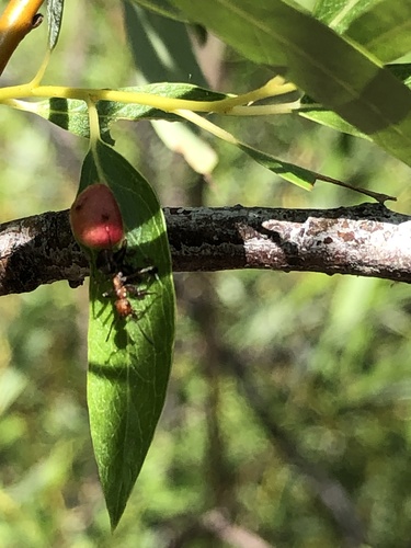 iNaturalist observation photo of Western Thatching Ant