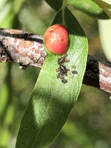 iNaturalist observation photo of Chaitophorus