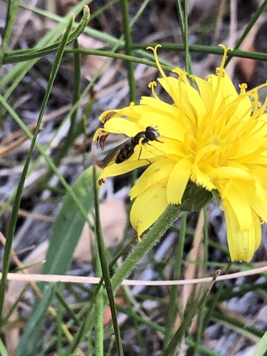 iNaturalist observation photo of Sedgesitters