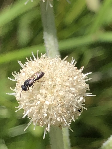iNaturalist observation photo of Masked Bees