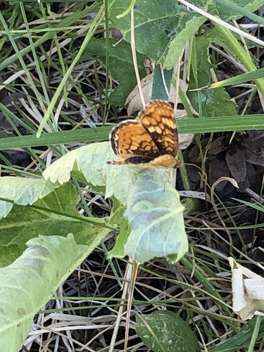 iNaturalist observation photo of Crescents