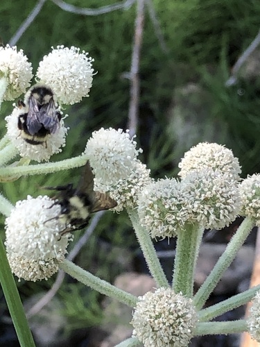 iNaturalist observation photo of Nearctic Bumble Bee