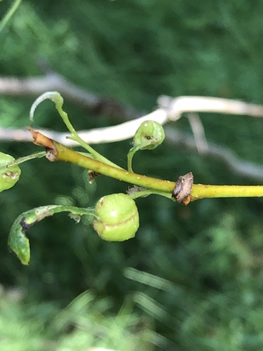 iNaturalist observation photo of Euura