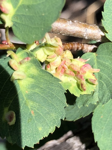 iNaturalist observation photo of Blaesodiplosis