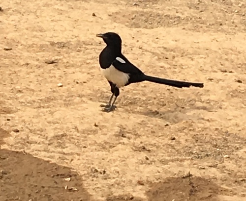 Oriental Magpie