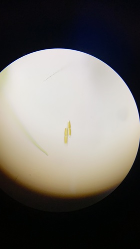 photo of Diatoms (Bacillariophyceae)