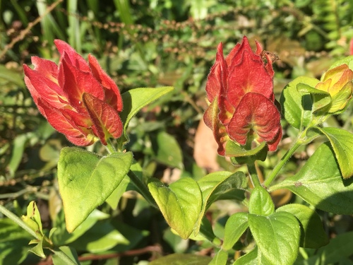 Shrimp plant