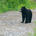 Newfoundland Black Bear - Photo (c) Megan Buers, all rights reserved, uploaded by Megan Buers
