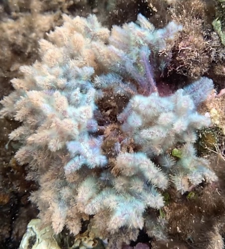 Iridescent Seaweed