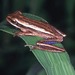 Cope's Eastern Paraguay Tree Frog - Photo (c) Paul Freed, all rights reserved, uploaded by Paul Freed
