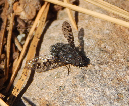 iNaturalist observation photo of Spotted Bee Fly