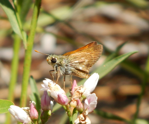 iNaturalist observation photo of Sonoran Skipper